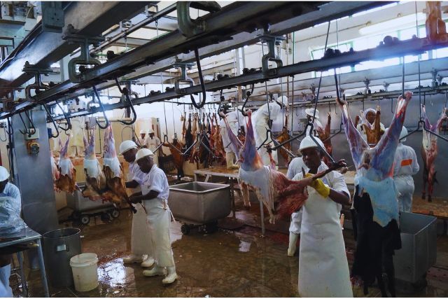 eathprog abattoir1